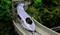 A high-speed train travels through a forested landscape on an elevated railway line.