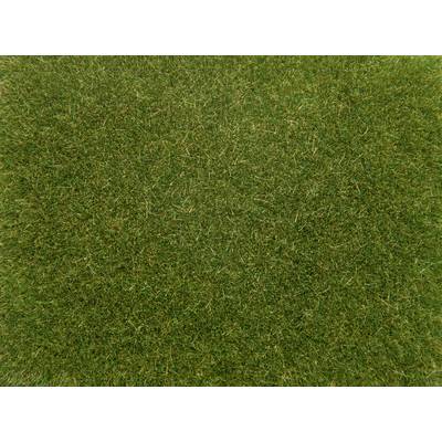 Green lawn area, evenly mown, without any notable features or objects, forms a uniform background.