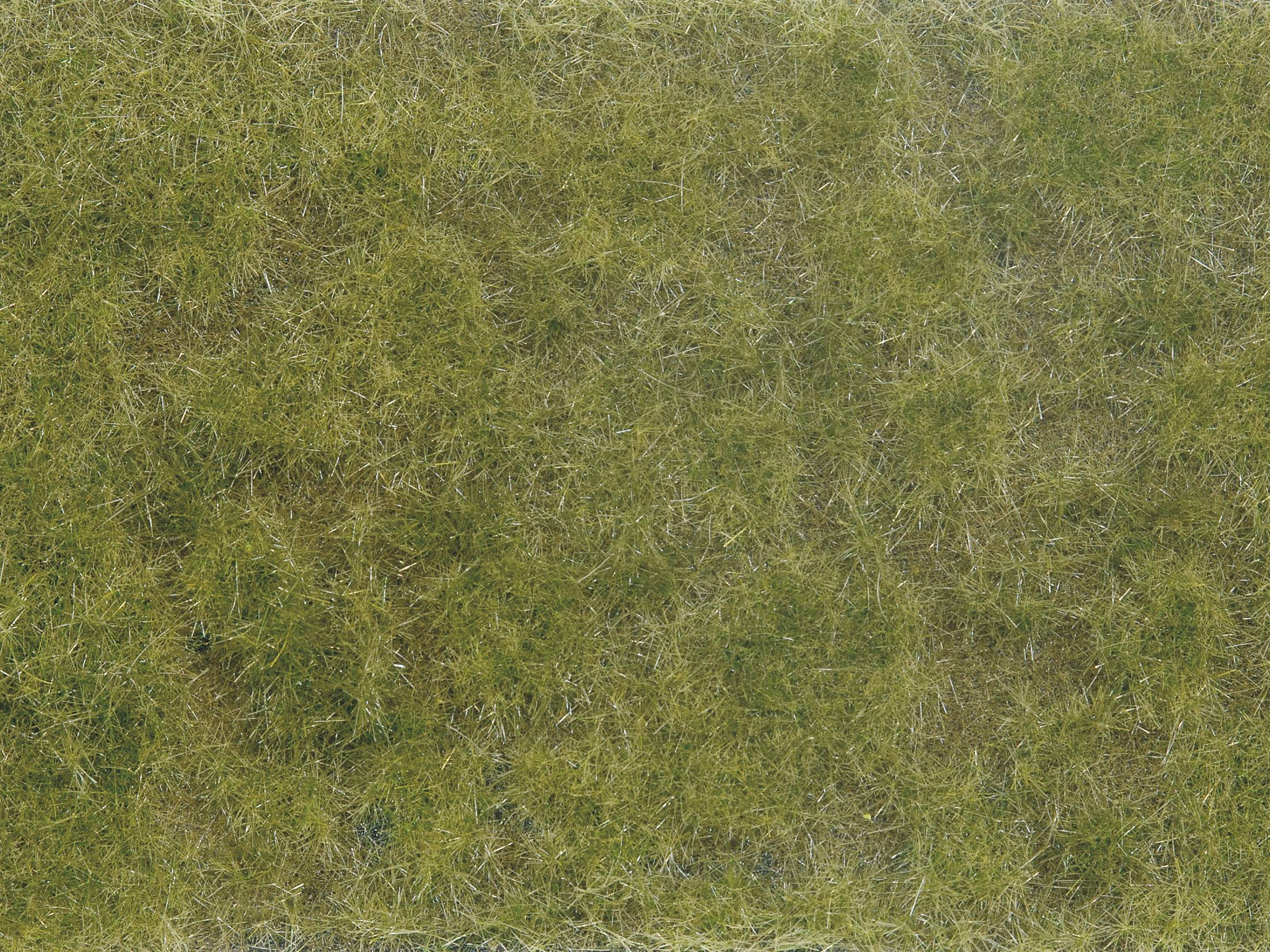Buy NOCH 7066 Assorted grass types Green
