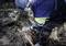 A person in protective clothing is using an electrical device to process or remove a tree root in a wooded area.