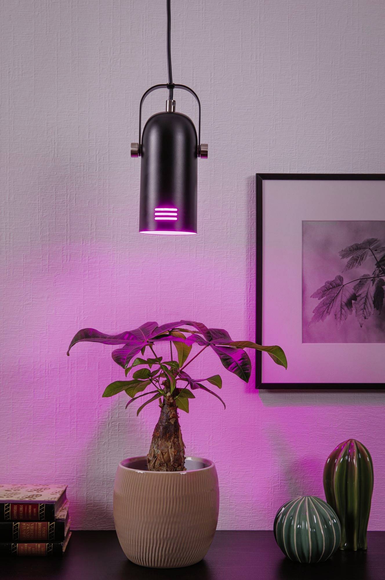 A small plant in a pot is illuminated by a hanging lamp with pink light. Next to it are books and a photograph on the wall.