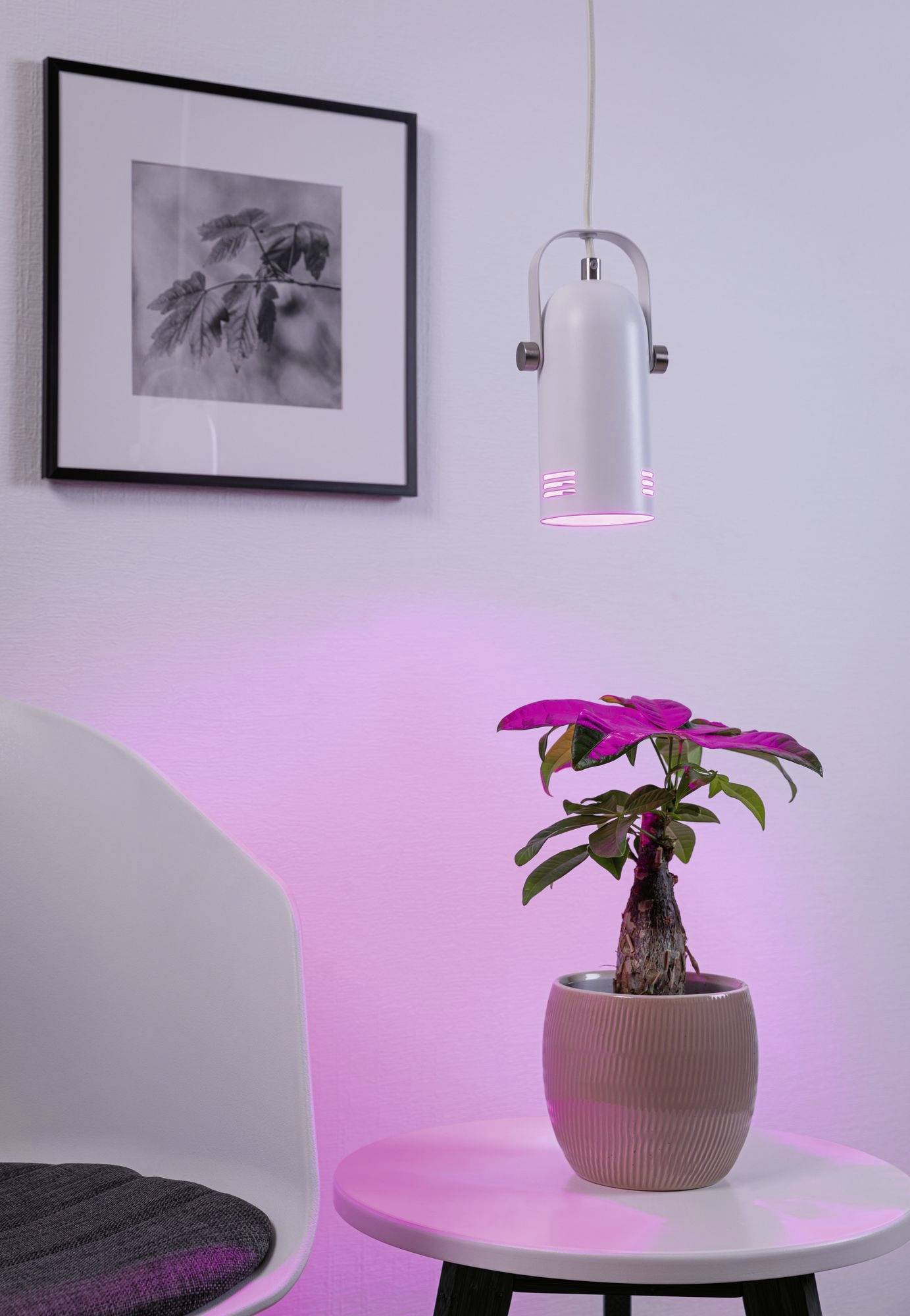 A potted plant sits on a table beneath a hanging lamp emitting a pink light. In the background, a piece of artwork hangs on the wall.