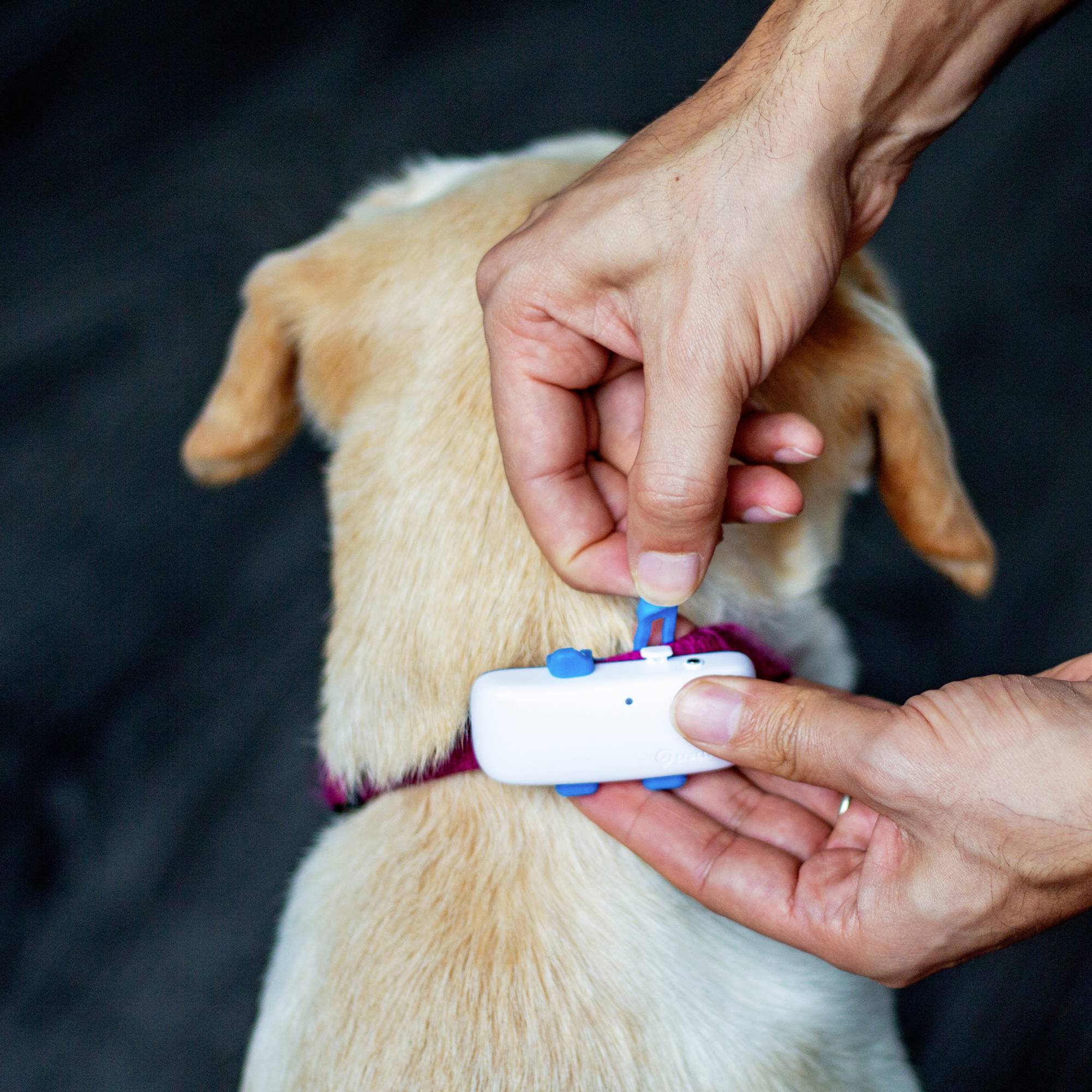 tractive DOG 4 GPS tracker Pet tracker White, Blue