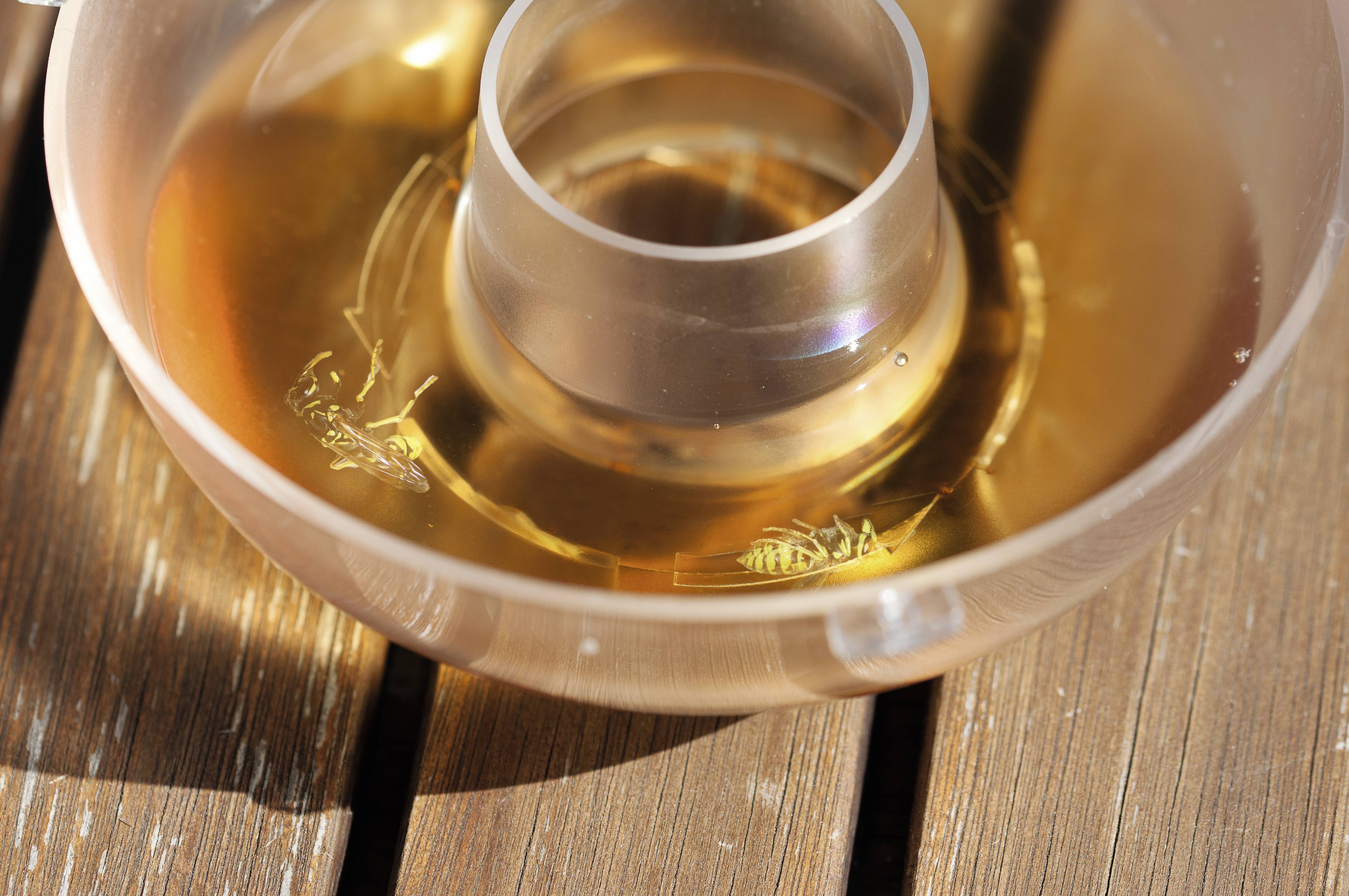 A wasp is swimming in a brown liquid in a round plastic container, which is sitting on a wooden table.