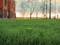 A green object lies in the grass in front of a red brick building. Leafless trees stand in the background at sunset.