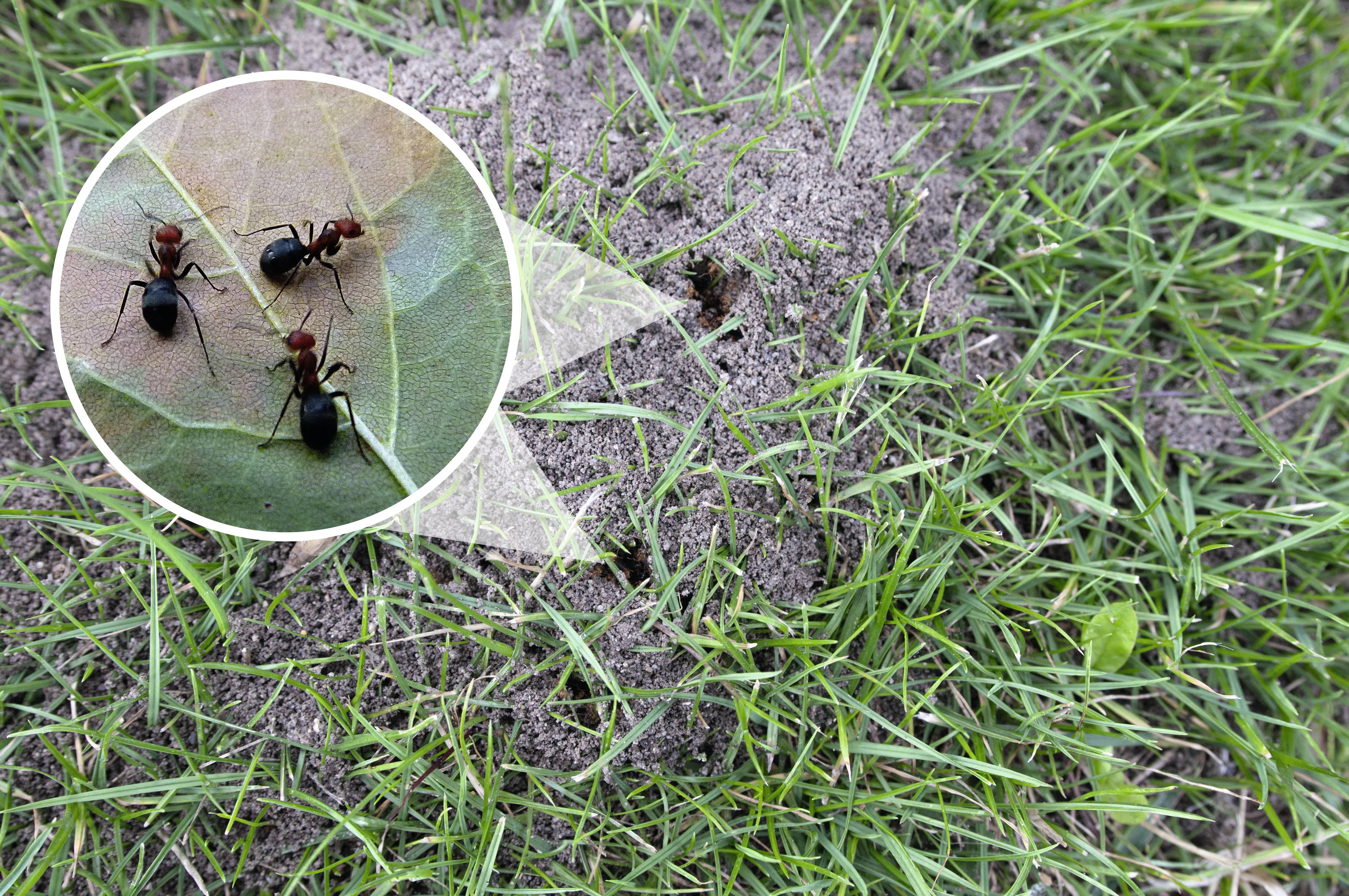 Close-up of an anthill on a meadow, with an enlarged section showing three ants on a leaf.