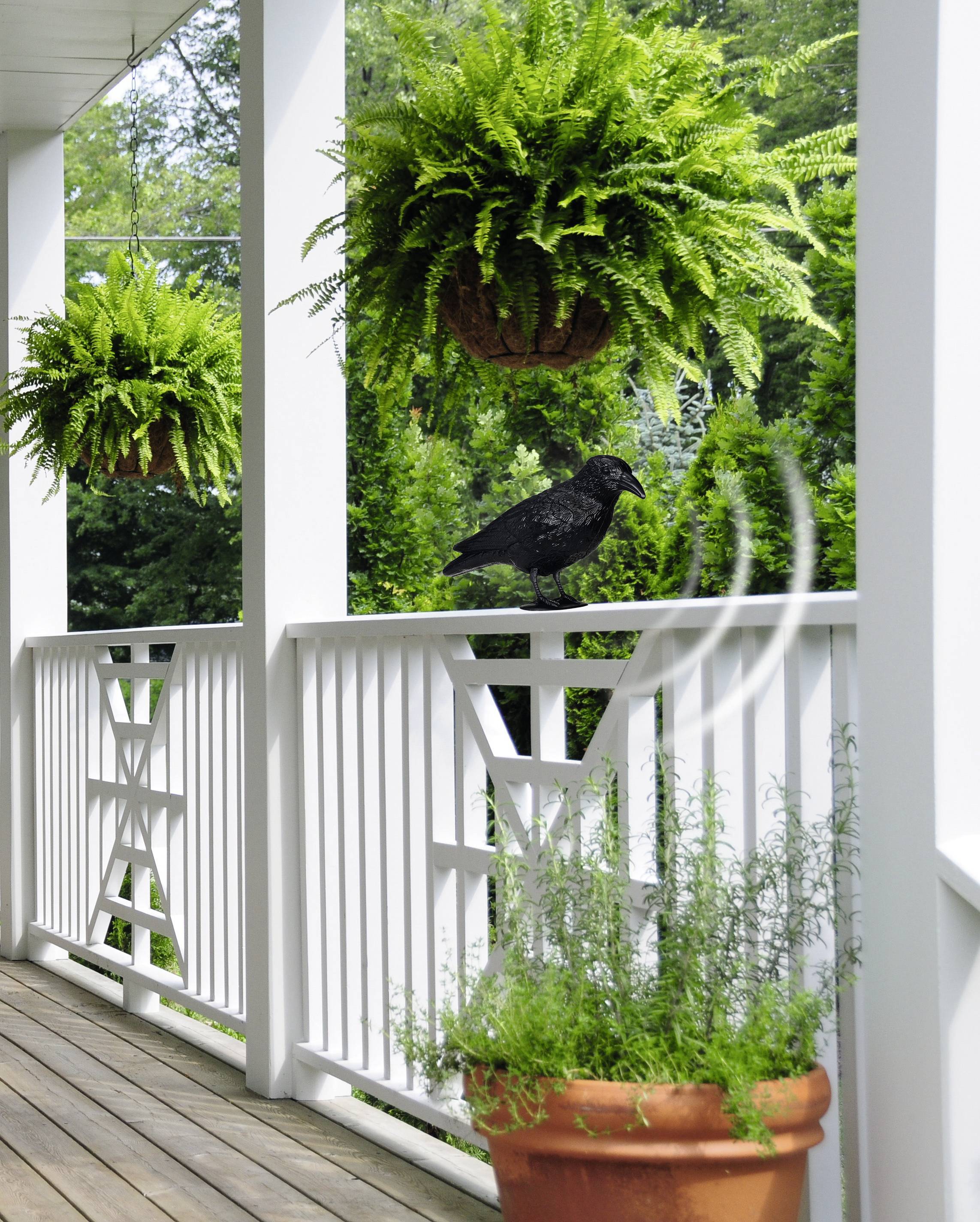 A black bird sits on a white veranda railing. Hanging ferns and green plants surround the scene.