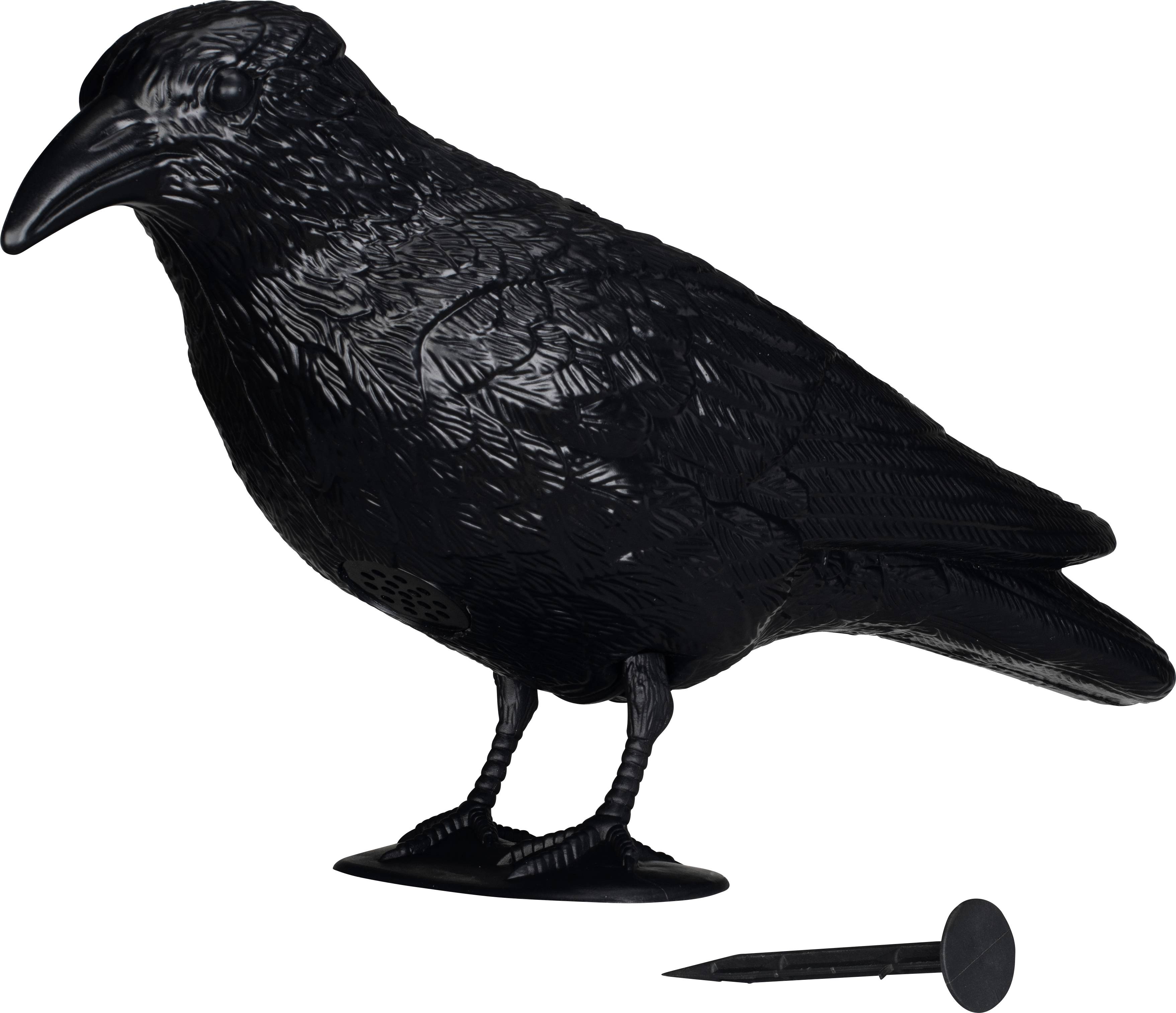 A black plastic bird in the shape of a raven stands, beside it a small wooden stake.