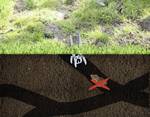 Gardigo Arvicolinae clamp trap