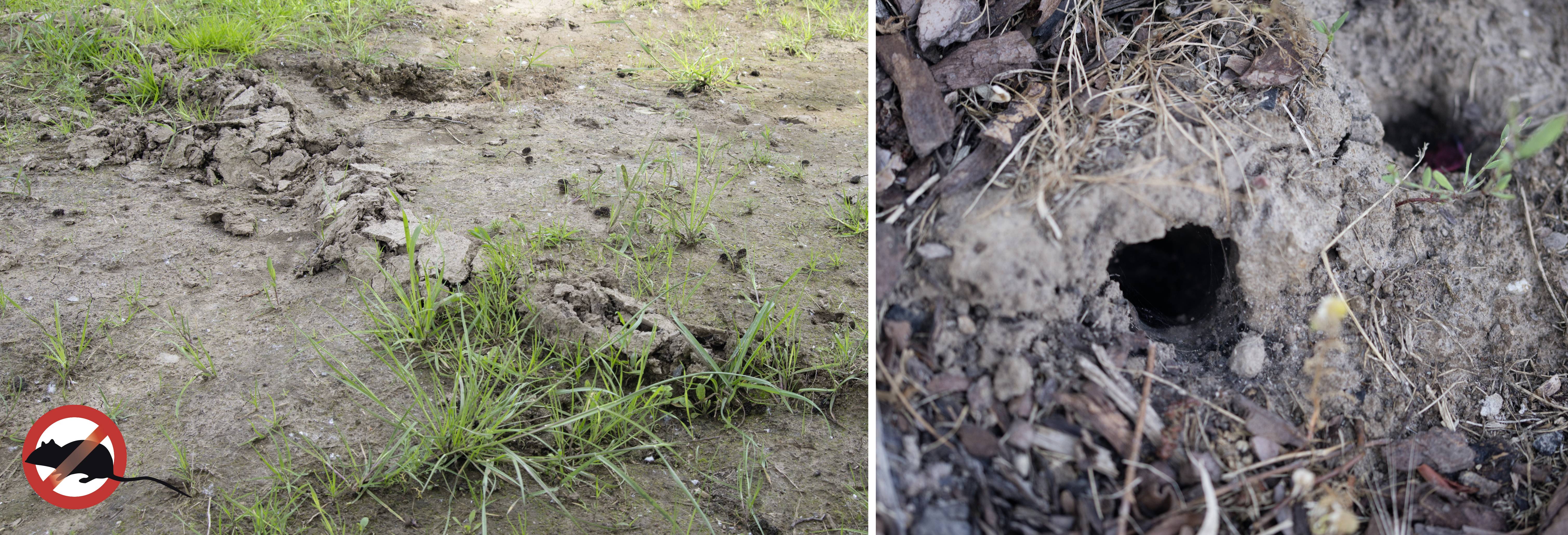 Ground with multiple holes and a symbol indicating a rodent prohibition. Rabbit or rodent burrows visible.