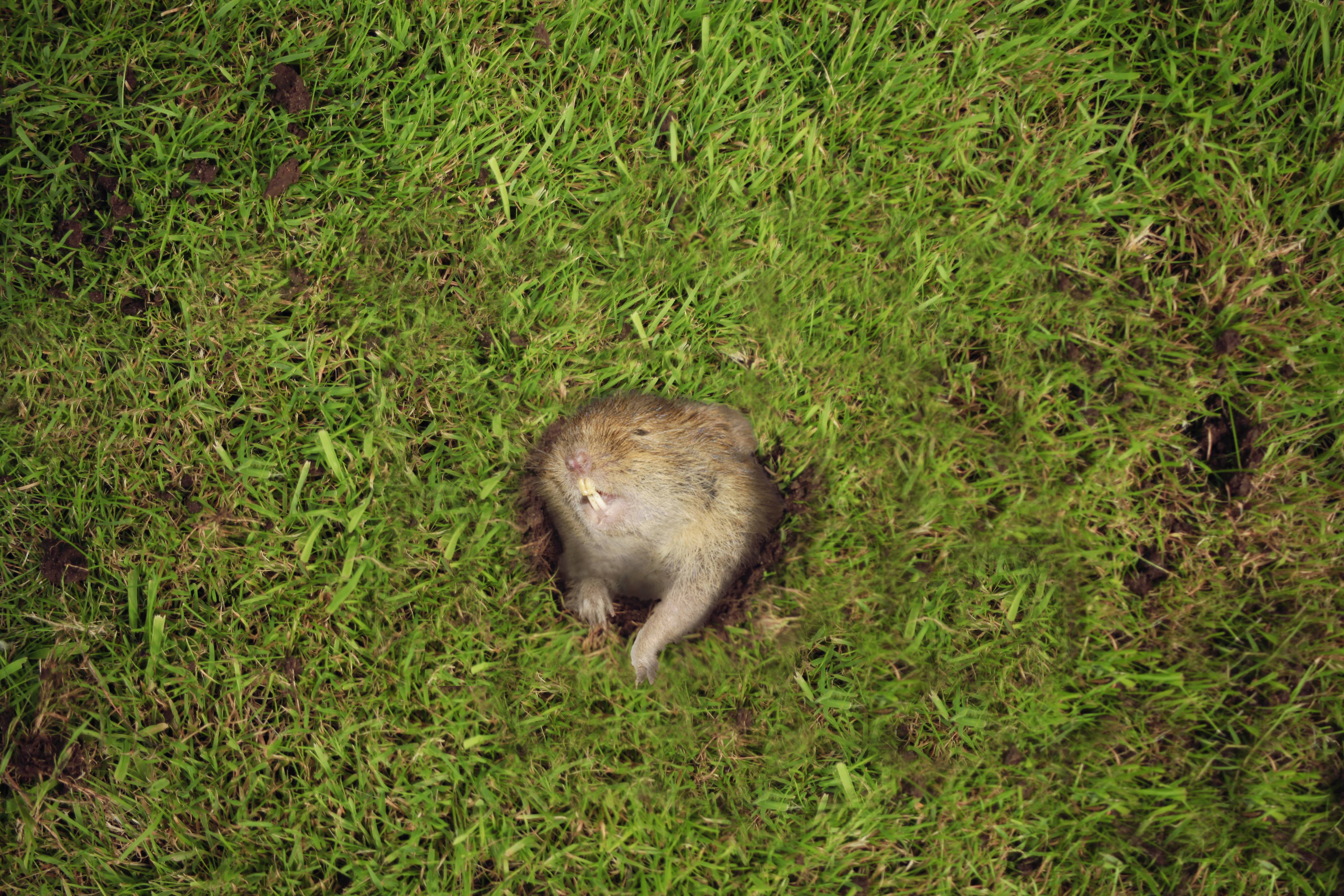 A brown animal is sitting in a hole on a green lawn.