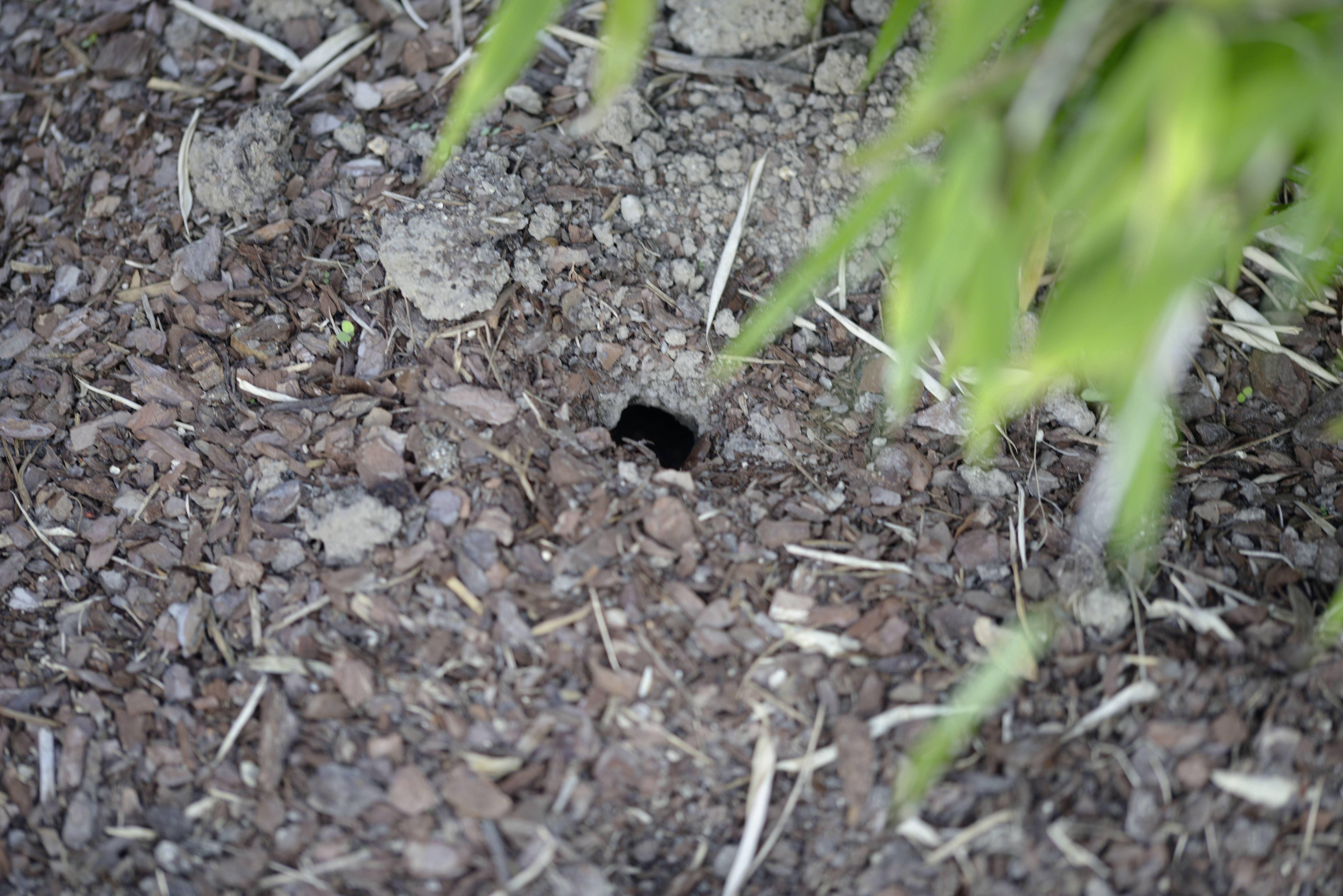 'A small hole in the ground surrounded by earth and plants. Some leaves are visible on the right side of the picture.'