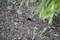 'A small hole in the ground surrounded by earth and plants. Some leaves are visible on the right side of the picture.'