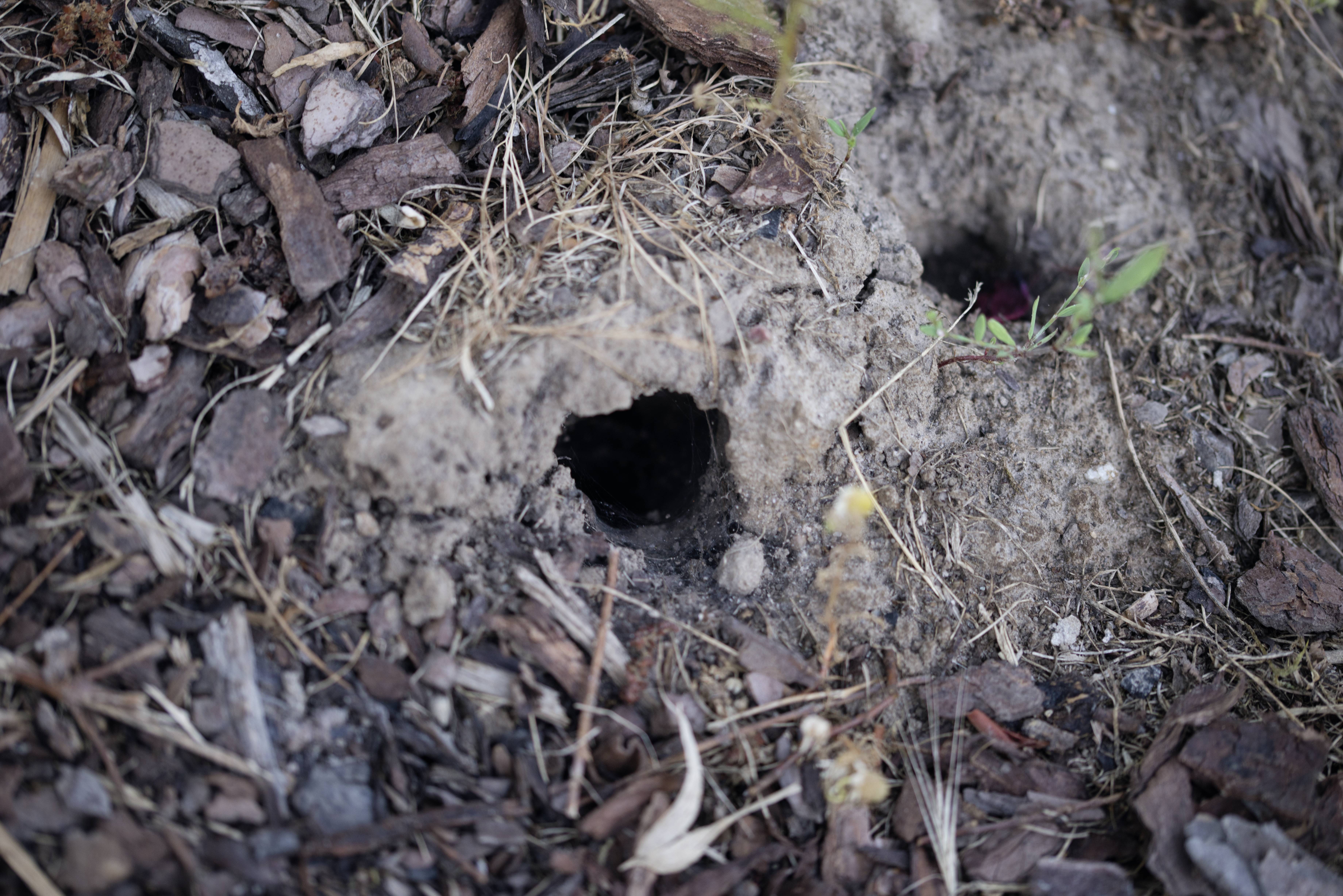 A small hole in the ground between dried grass and mulch. It could have been dug by a small creature living underneath.