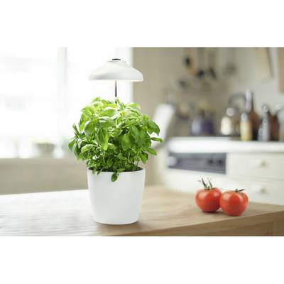A potted basil plant sits under a small indoor grow light on a kitchen counter. Two tomatoes are nearby, with a blurred kitchen in the background.
