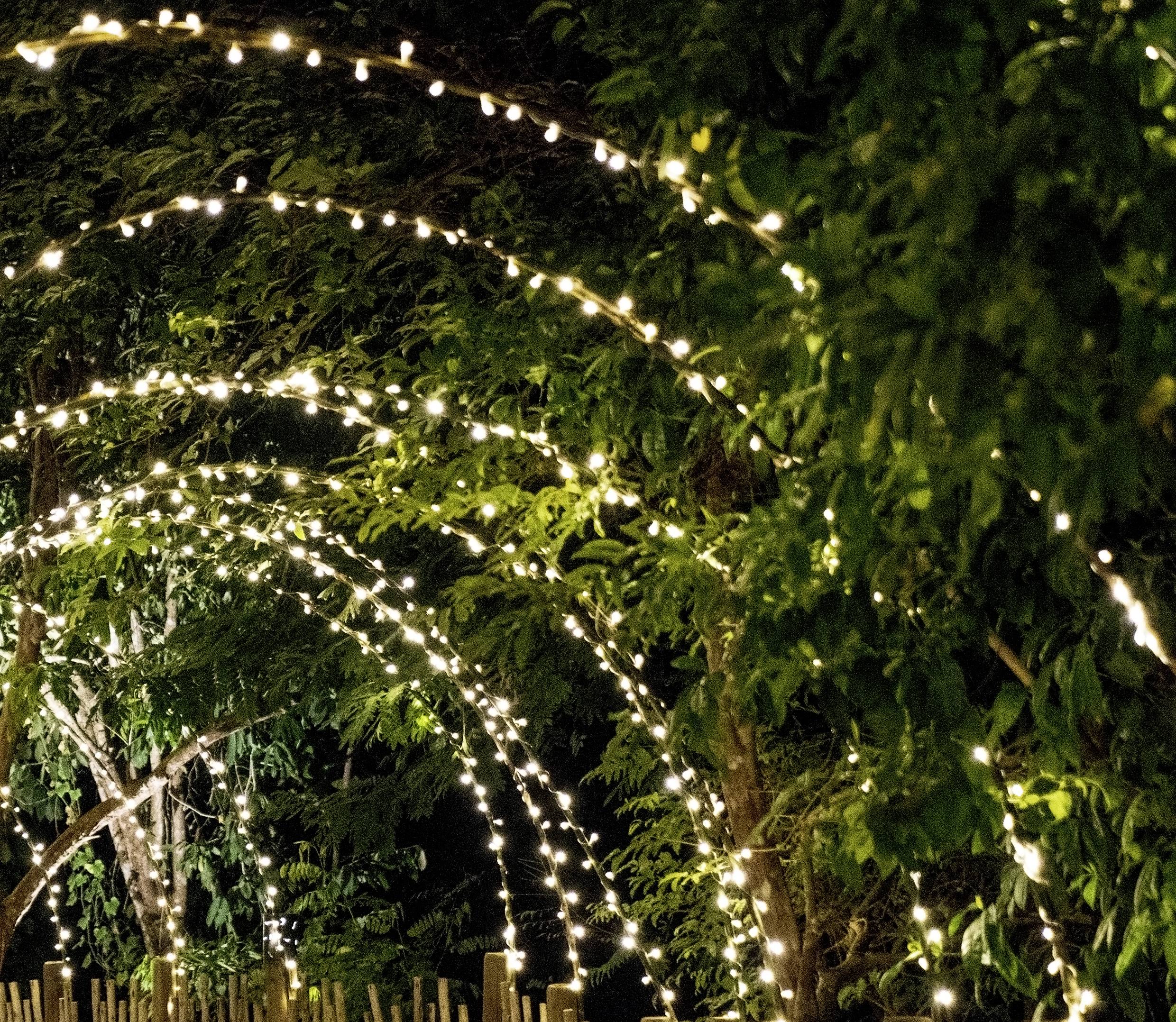 A decorated pathway is surrounded by fairy lights strung in an arched formation, illuminating the path through a garden.