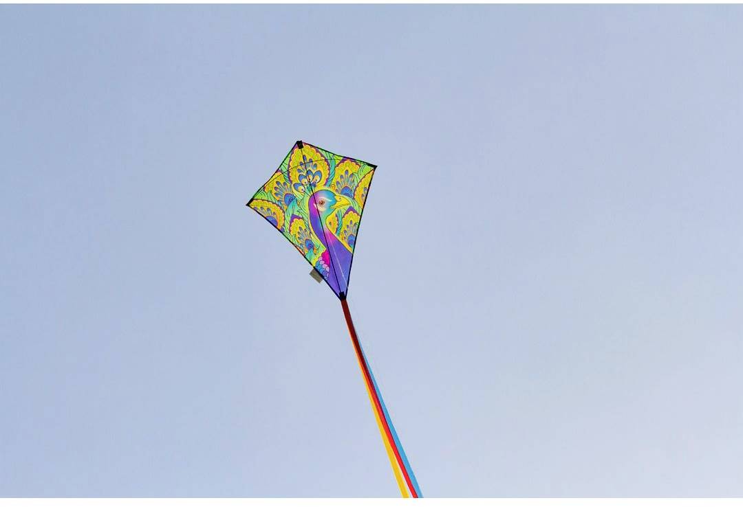 Kites with colourful peacock designs soar high in the blue sky.