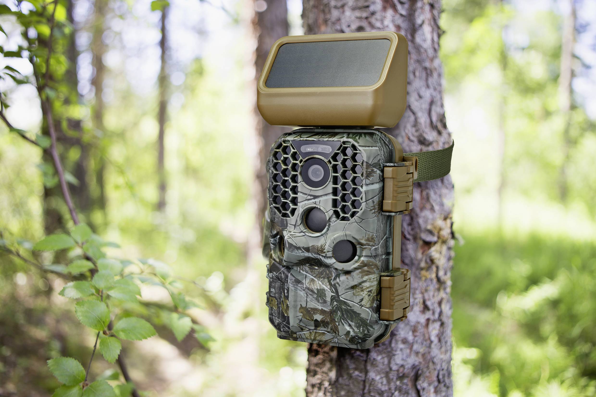 A camouflage wildlife camera is attached to a tree. It has a solar panel on top for power supply and is situated in a woodland environment.