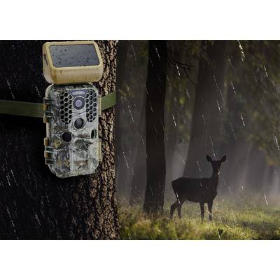 A camouflage wildlife camera is attached to a tree. To the right, a deer stands in the forest in the rain.