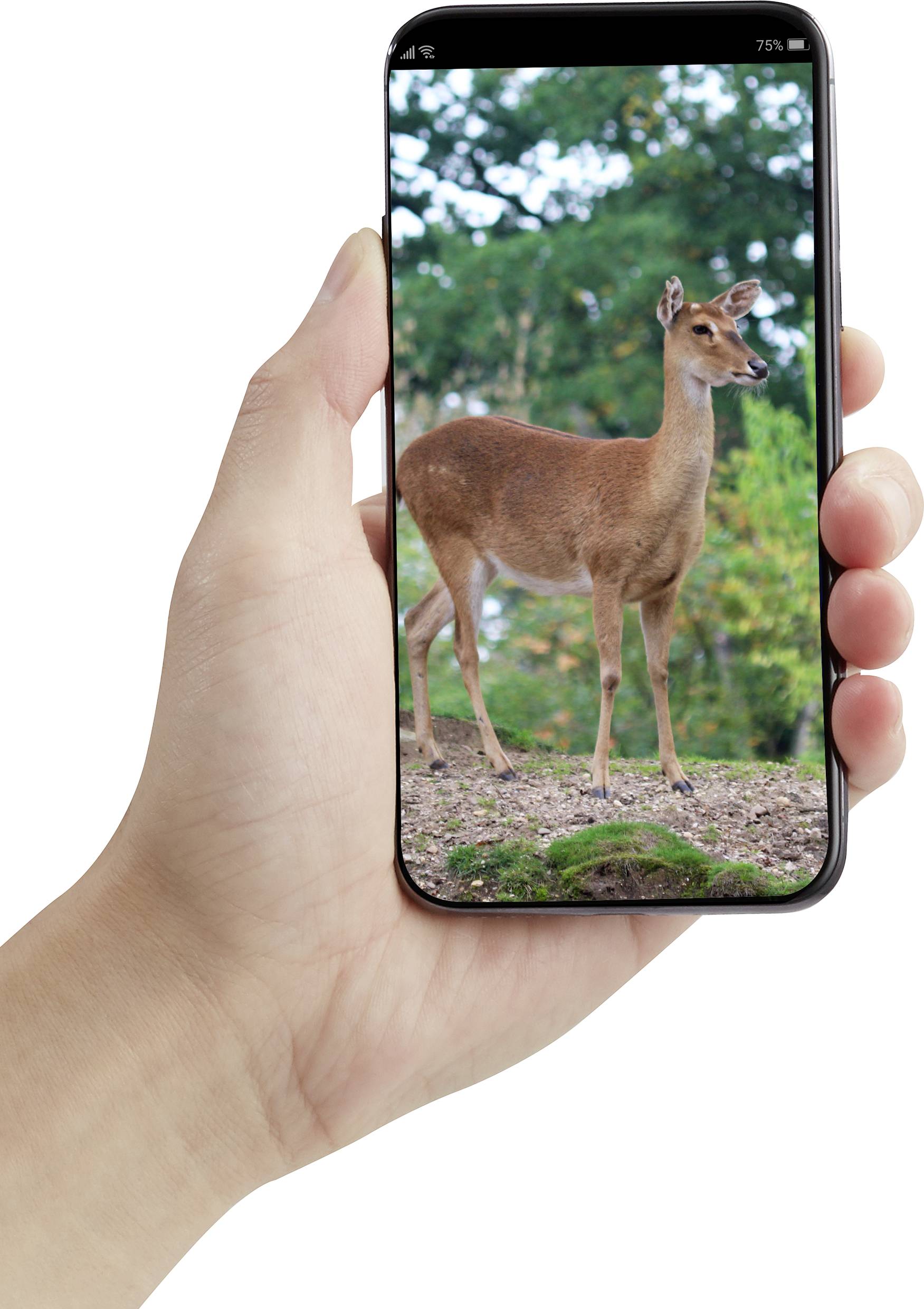 A hand holds a smartphone displaying an image of a deer in the forest on its screen.
