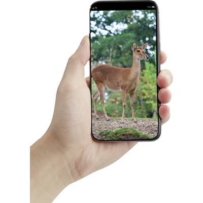 A hand holds a smartphone displaying an image of a deer in the forest on its screen.