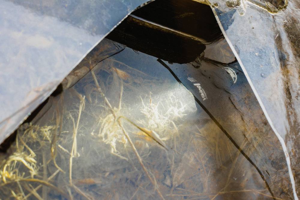 Beneath the water, a bright, fibrous plant shimmers. Leaves and branches are also floating in the water.