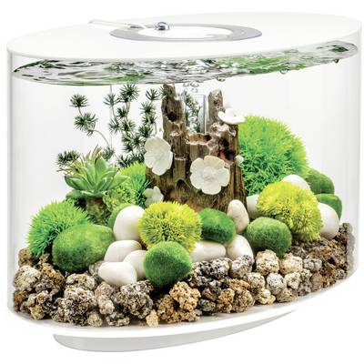 An oval aquarium with green moss balls, white stones, and decorative plants, featuring a central driftwood piece adorned with white flowers.