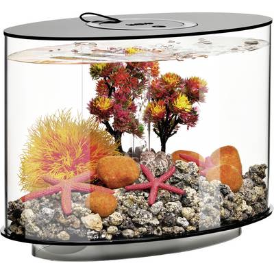 A black oval container filled with water, colorful artificial coral, and starfish replicates a vibrant underwater scene.