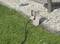 'Electrical box in the garden next to a gravel area, with a black cable plugged in.'