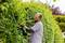 A man is trimming a dense hedge with an electric hedge trimmer. He is wearing glasses and gloves to cut the plants evenly.