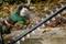 'A person sprays lubricant onto a hedge trimmer.'