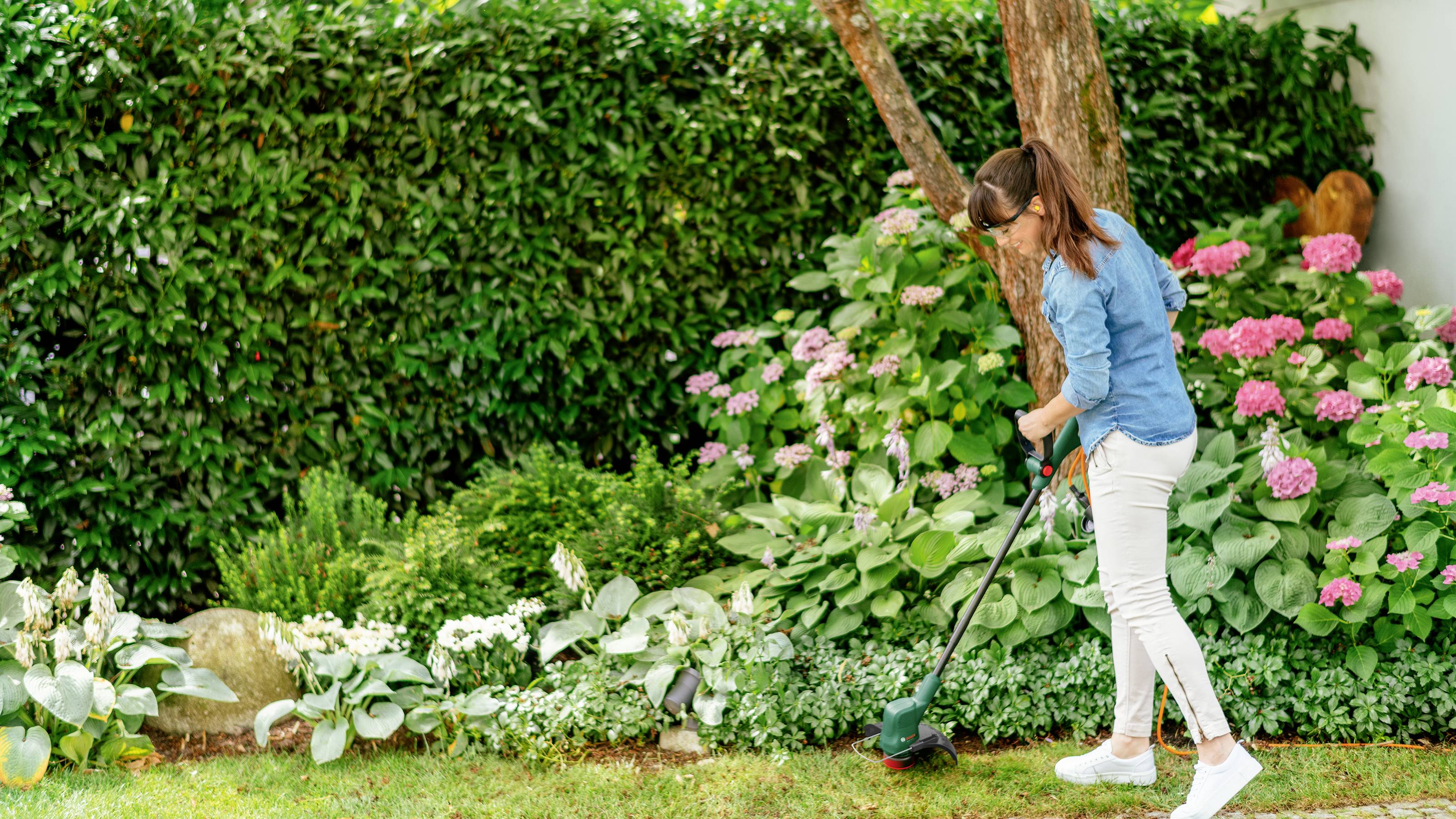 A woman is using a lawn strimmer in the garden. She is standing close to bushes with flowering pink hydrangeas and a green hedge.