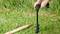 A person is holding an electric earth auger over the grass. A wooden stake lies to the right. Plants can be seen in the background.