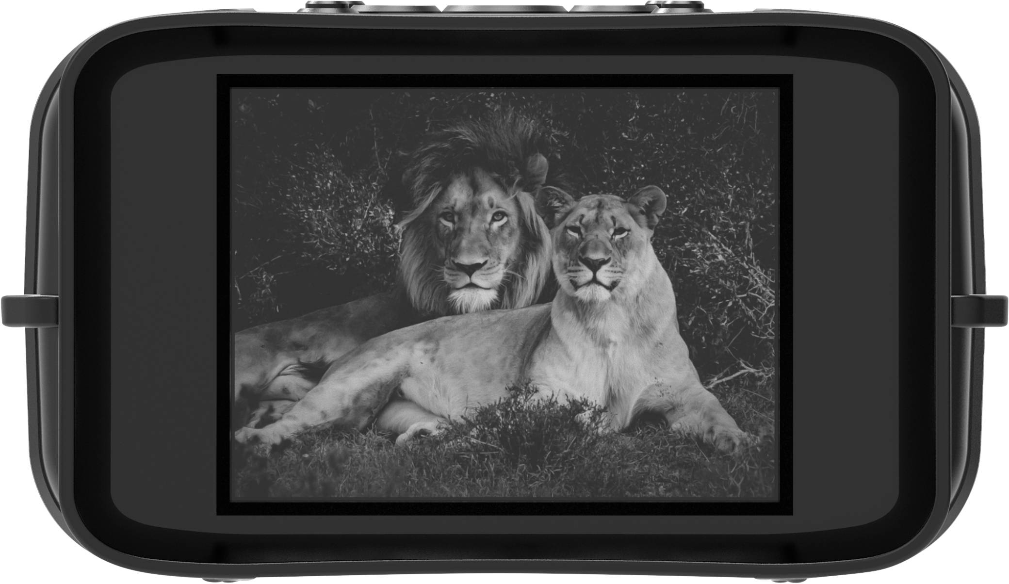 A lion and a lioness are lying next to each other in their natural habitat. The lion is looking directly at the camera, while the lioness appears relaxed.
