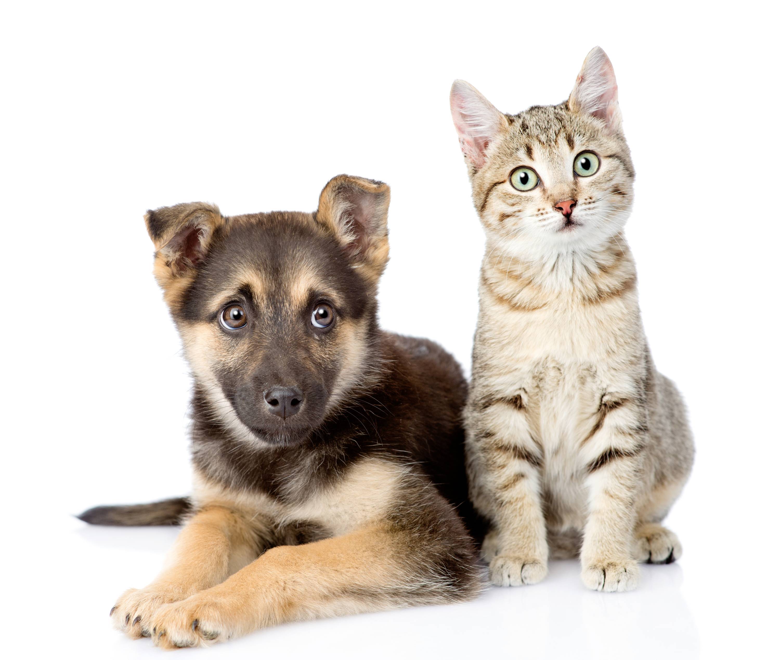 A puppy and a cat are sitting side by side on a white background, looking at the camera.