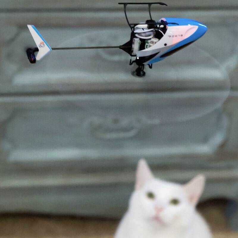 A small toy helicopter flies over a white cat, which is looking up attentively.