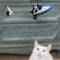 A small toy helicopter flies over a white cat, which is looking up attentively.