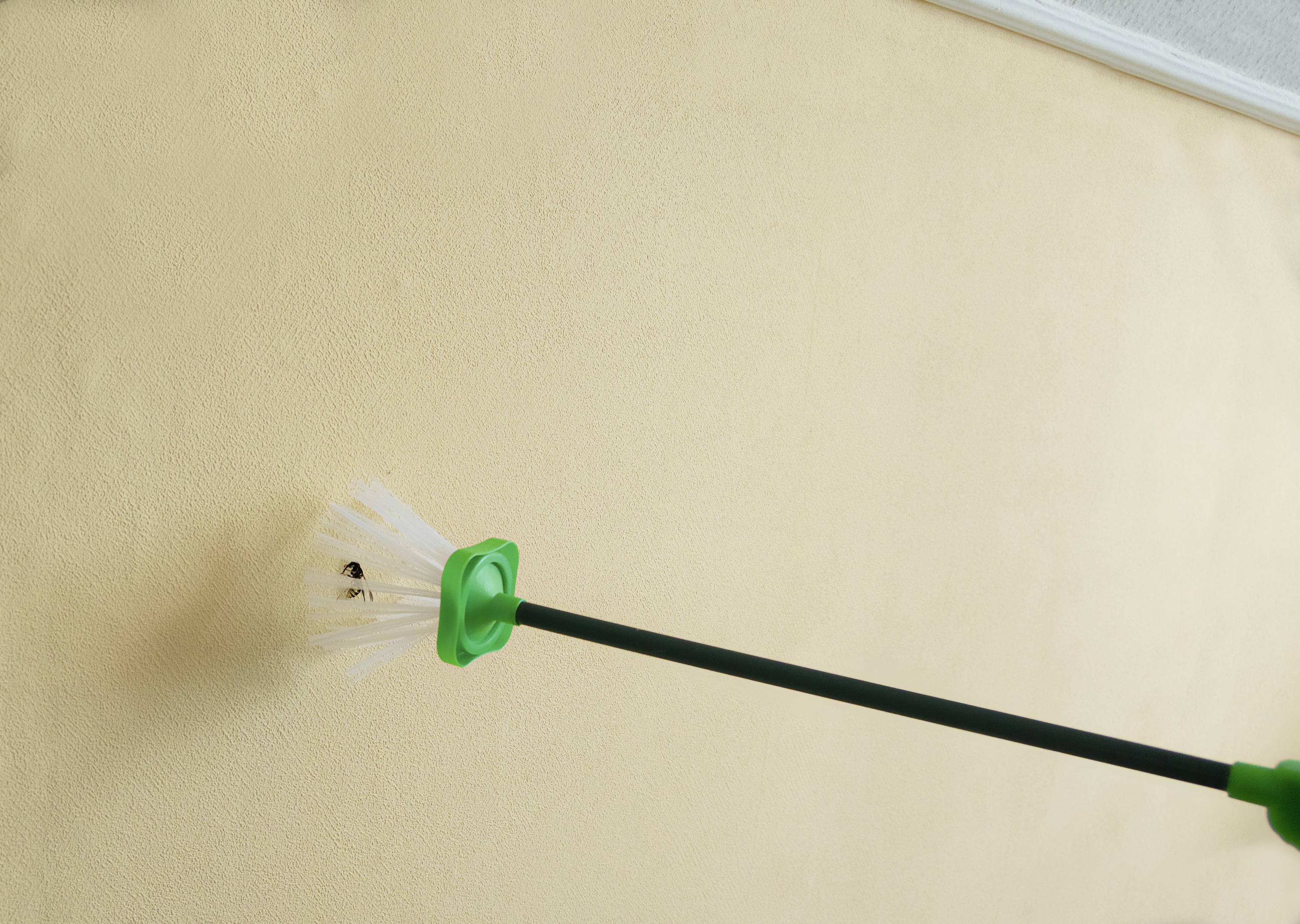 A person is holding a spider brush on a long handle and removing a spider from a beige-painted wall.