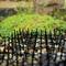 A wire mesh covers pebbles in a garden; behind it, green moss grows.