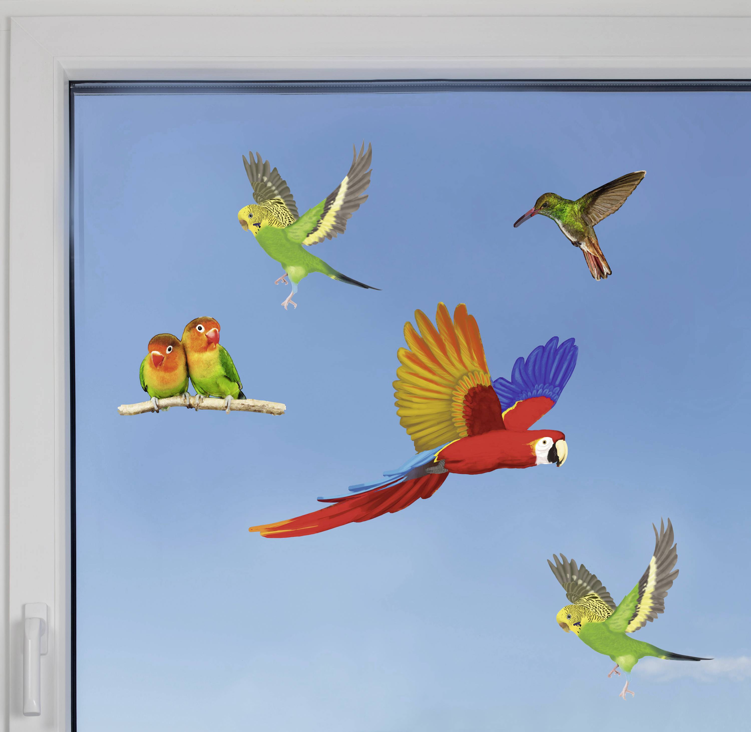 Five colourful birds are flying and perching on a branch against a clear blue sky, photographed through a window.