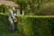 A woman is cutting a hedge with an electric hedge trimmer in a garden in front of a house.