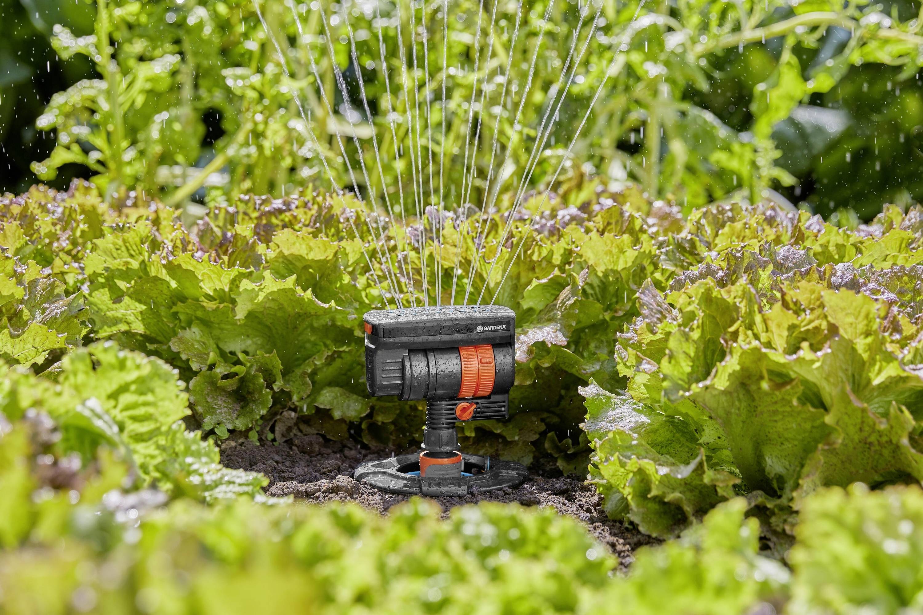 A lawn sprinkler is irrigating a lush salad garden with even water jets to promote plant growth.