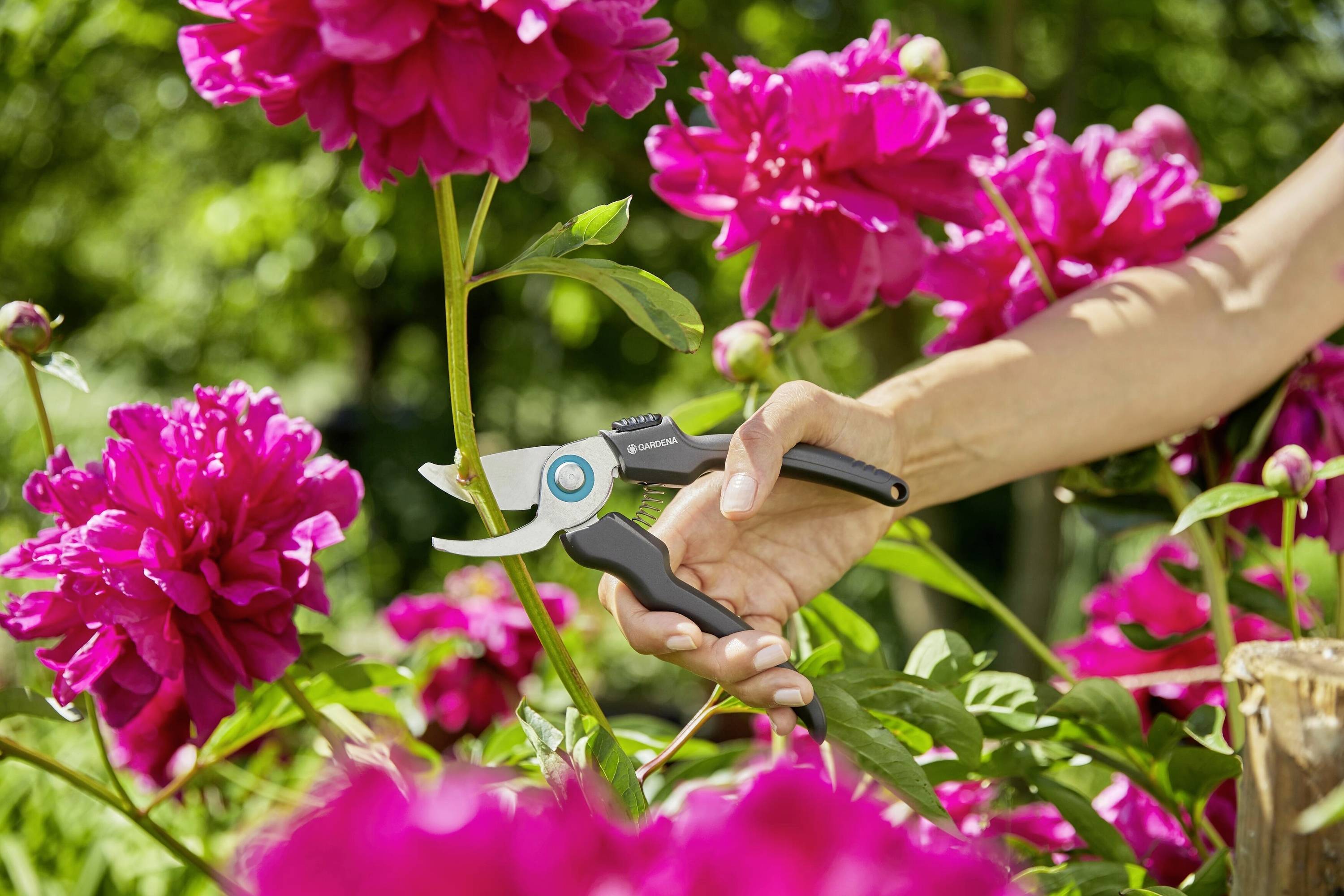 A hand cuts a pink peony with garden shears. Surrounded by green leaves and other blooming peonies.