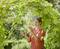 A woman in a rust-coloured shirt is cutting branches with garden shears beneath a leafy canopy in a sunny garden.