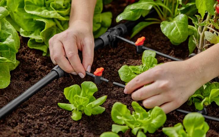 A person adjusts a drip irrigation system in a vegetable garden, surrounded by green lettuce plants in dark, moist soil.