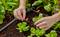 A person adjusts a drip irrigation system in a vegetable garden, surrounded by green lettuce plants in dark, moist soil.