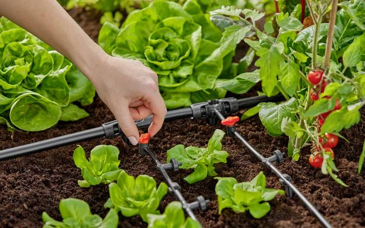 A hand adjusts a drip irrigation system in a vegetable garden with lush green lettuce and small red tomatoes, suggesting careful maintenance.