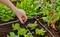 A hand adjusts a drip irrigation system in a vegetable garden with lush green lettuce and small red tomatoes, suggesting careful maintenance.