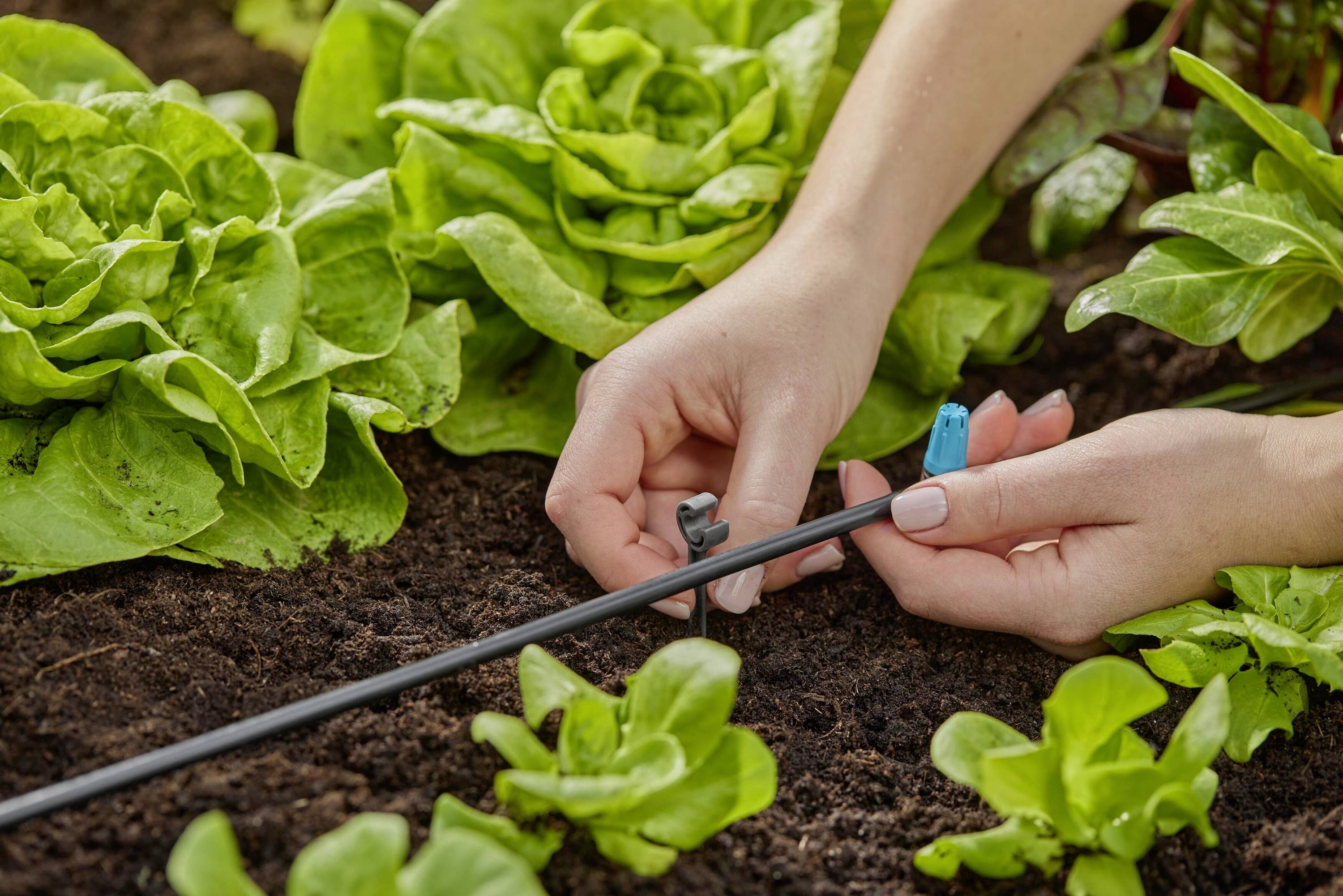 A person is installing a drip irrigation system in a vegetable bed with fresh lettuce.