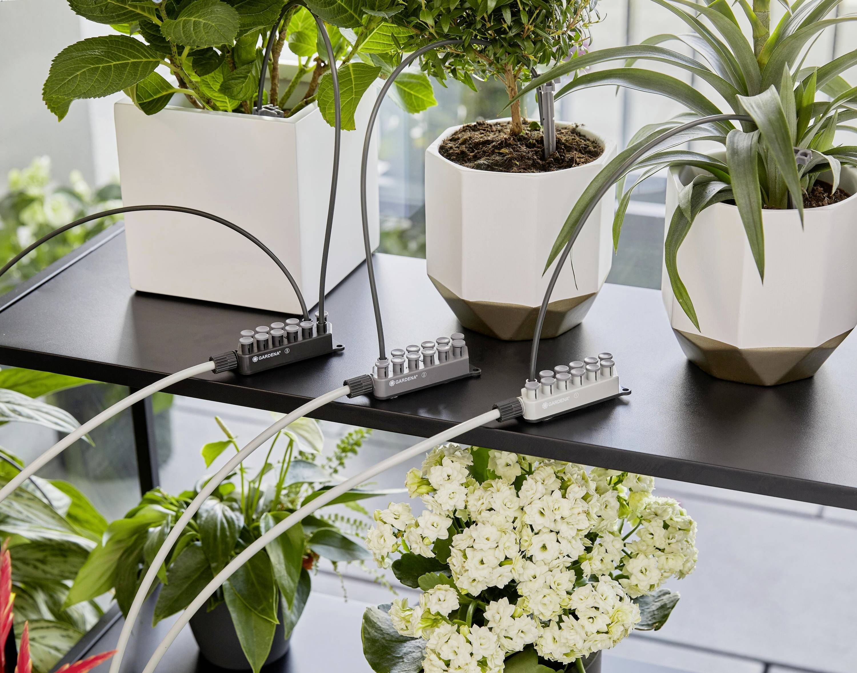 Three houseplants in white pots on a shelf are connected to a watering system. Below them, white flowers are blooming.